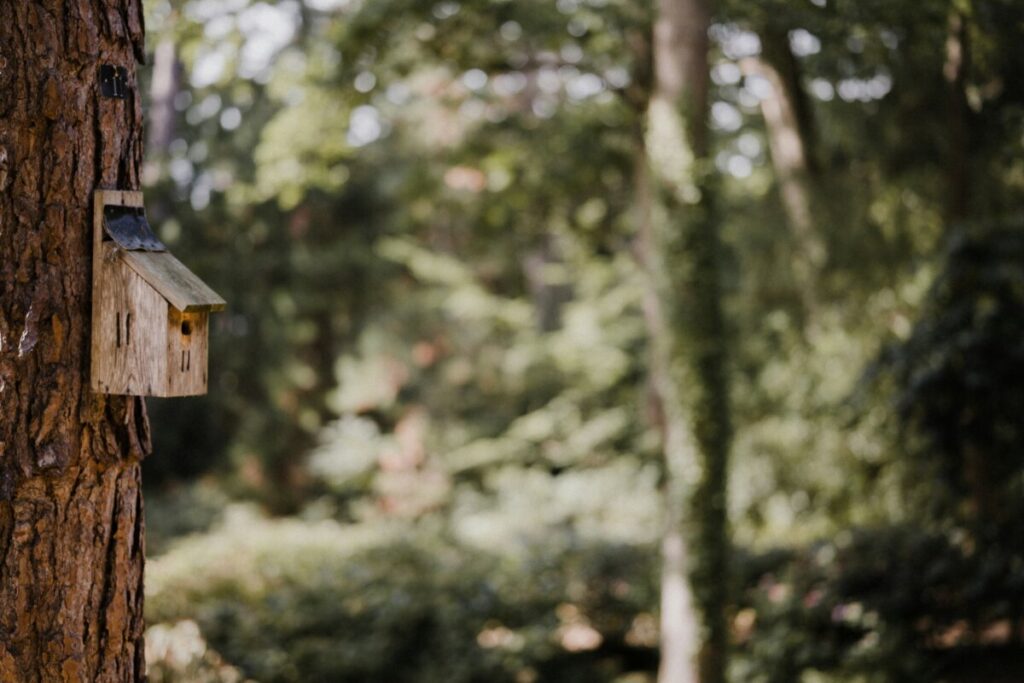 Next box for birds