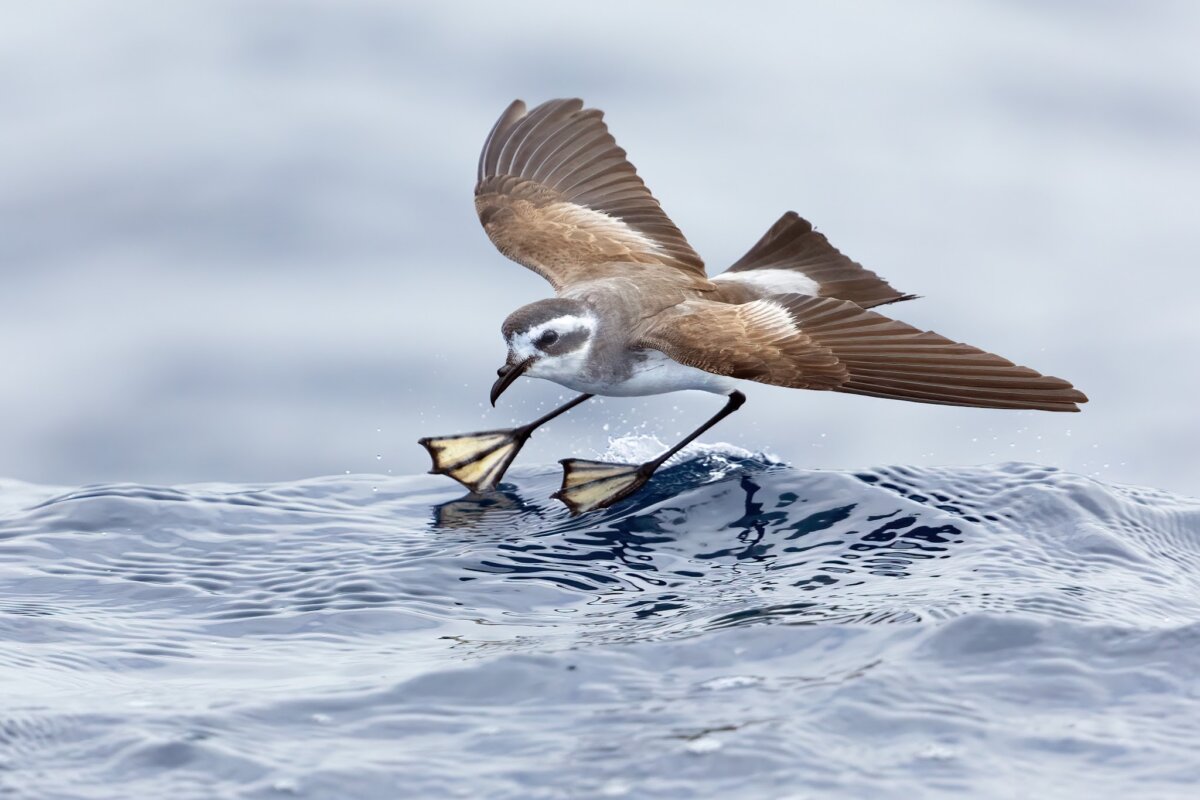 Citizen science storms home!